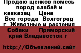 Продаю щенков помесь пород алабай и кавказец. › Цена ­ 1 500 - Все города, Волгоград г. Животные и растения » Собаки   . Приморский край,Владивосток г.